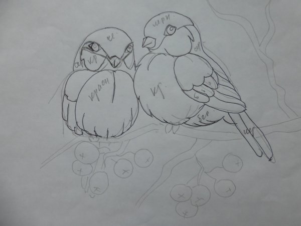 Снегирь цветными карандашами