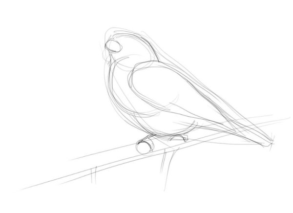 «Снегири на ветке» цветными карандашами.