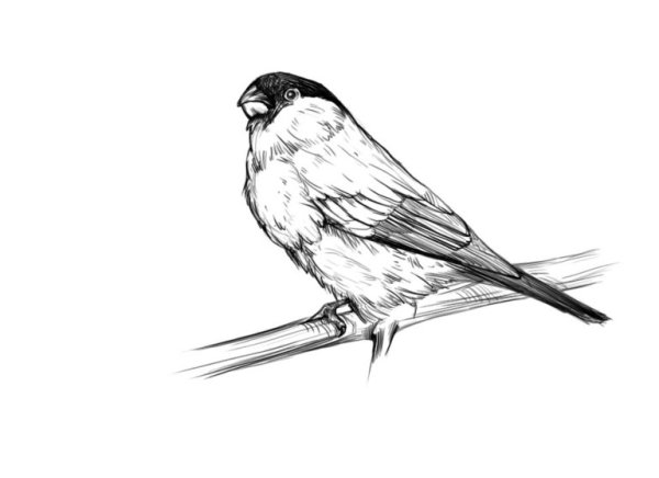 Снегирь рисунок карандашом