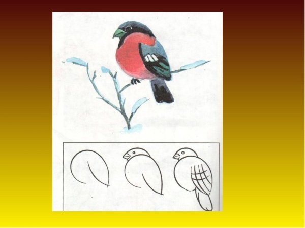 Снегирь поэтапное рисование карандашом