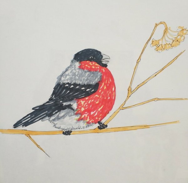 Снегирь цветными карандашами