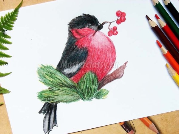 Поэтапное рисование синицы для детей