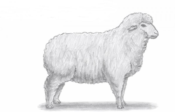 Салтыков Щедрин баран Непомнящий