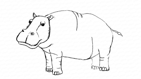 Бегемот карандашом