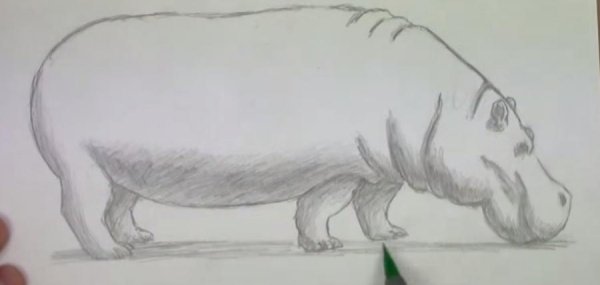Рисунок бегемота карандашом для срисовки