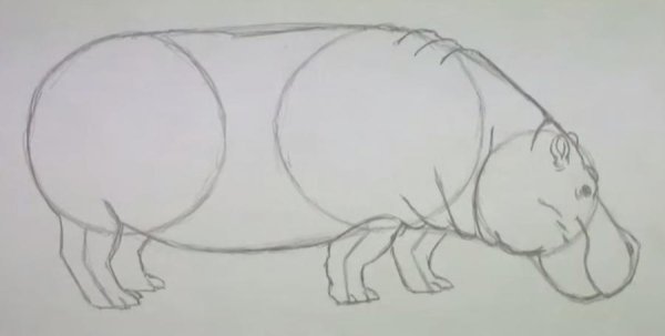 Как нарисовать бегемота поэтапно