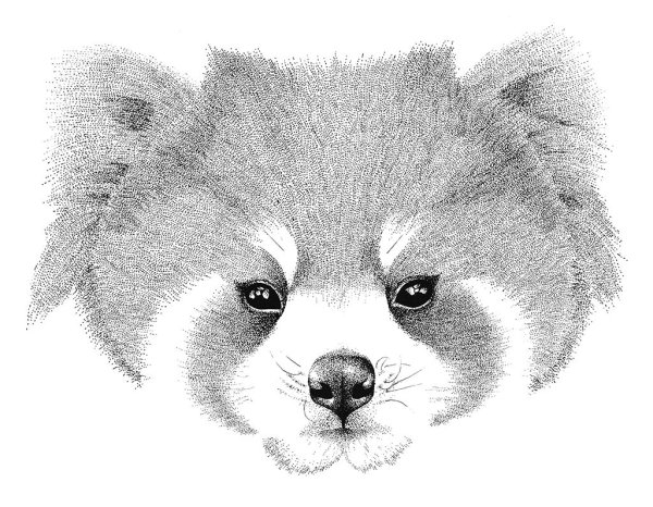 Красная Панда рисунок карандашом