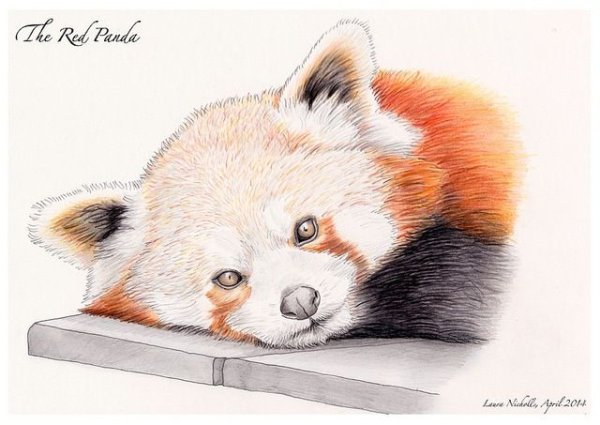 Малая Панда рисунок для срисовки