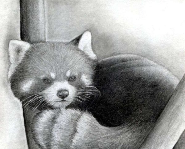 Красная Панда рисунок
