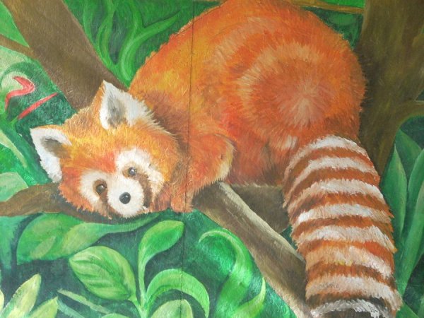 Красная Панда рисунок карандашом