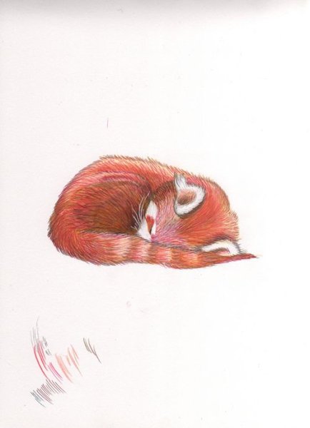 Красная Панда рисунок карандашом