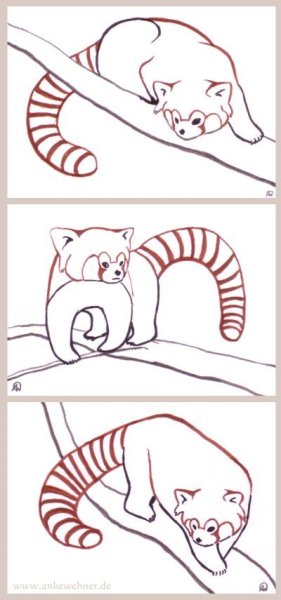 Красная Панда рисунок карандашом поэтапно