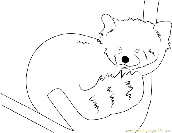 Красная Панда рисунок