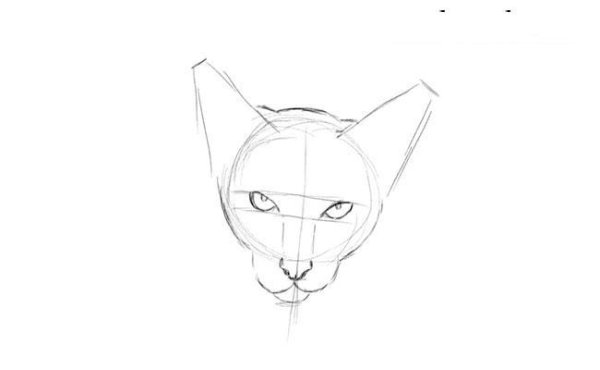 Рисуем морду кошки поэтапно
