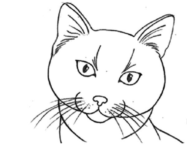 Мордочка котенка карандашом