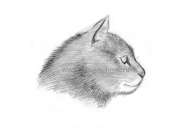 Кот в профиль карандашом