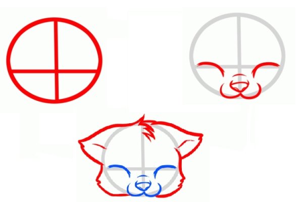 Анатомия морды кота