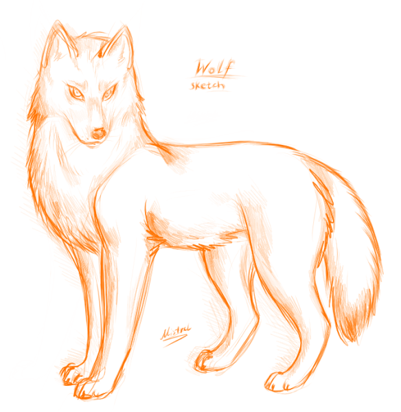 Красный волк карандашом