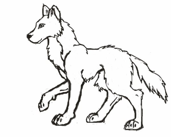 Волк карандашом для детей