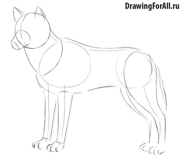 Поэтапное рисование волка