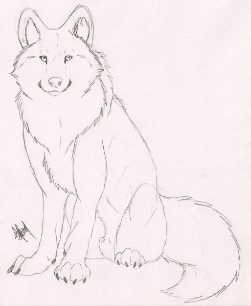 Рисунок красного волка легко
