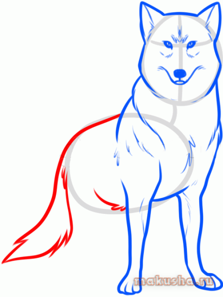Как нарисовать волка