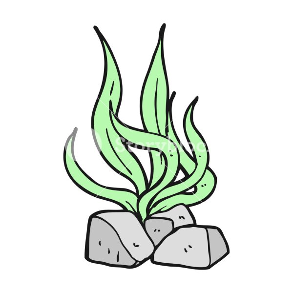 Морские водоросли карандашом