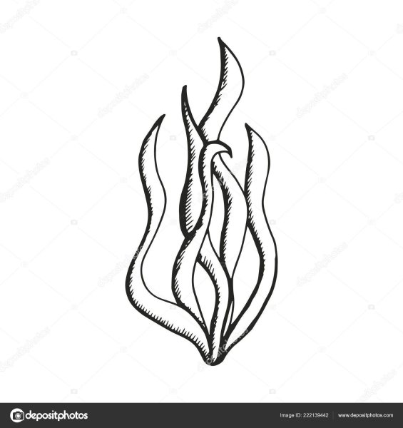 Раскраска водоросли ламинария