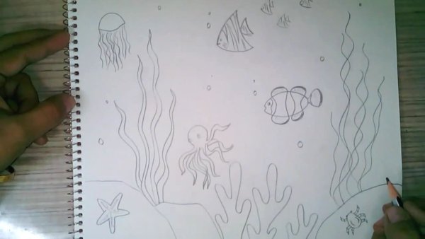Морское дно рисунок карандашом