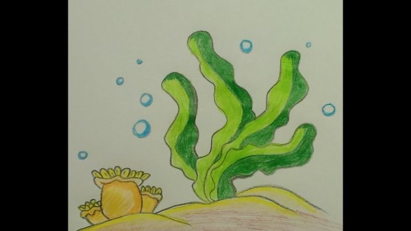 Водоросли детский рисунок