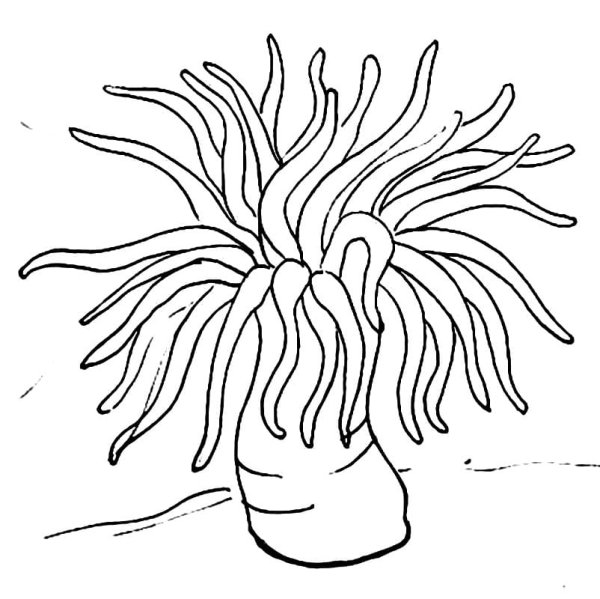 Актиния рисунок