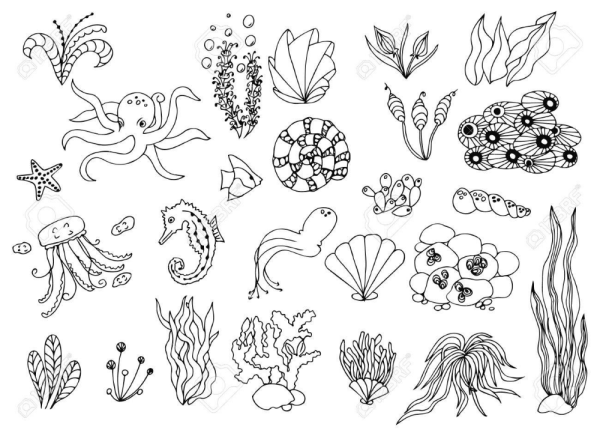 Морские водоросли раскраска для детей