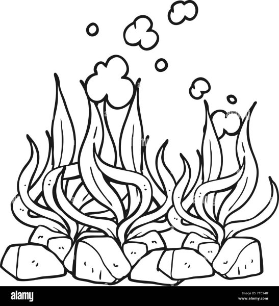 Морские водоросли раскраска для детей