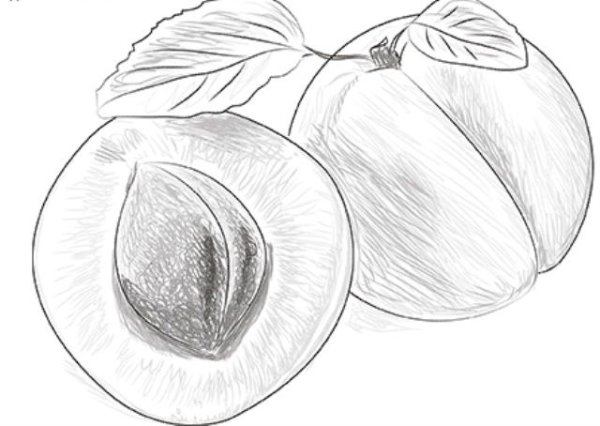 Фрукты для срисовки карандашом