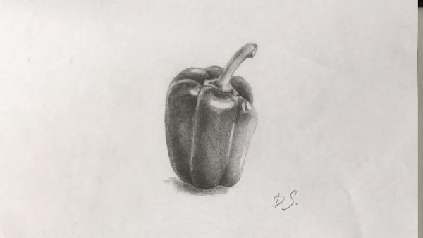 Перец рисунок карандашом