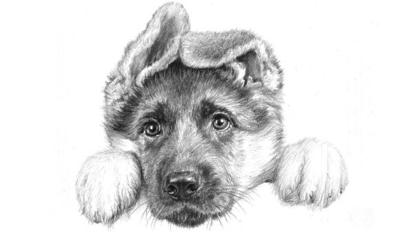 Нарисовать парня карандашом