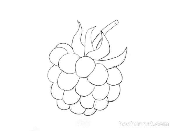 Малина рисунок карандашом