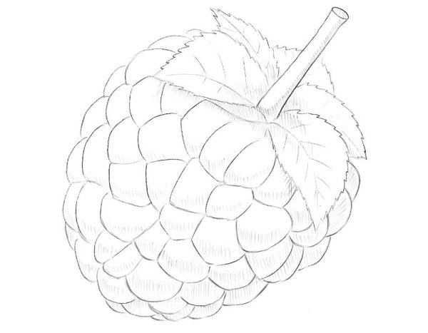 Малина для срисовки карандашом