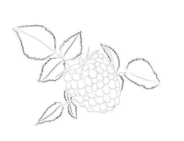 Поэтапное рисование ягоды для детей