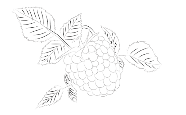 Малина рисунок для срисовки