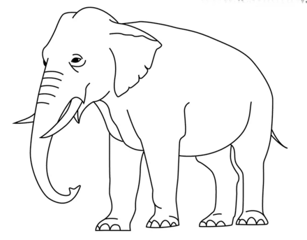 Слон сбоку набросок