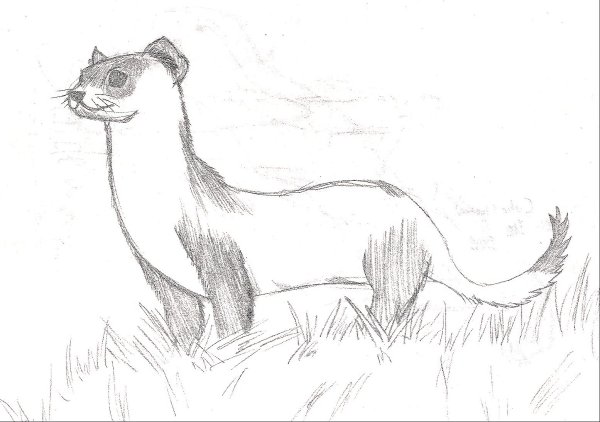 Хорек карандашом