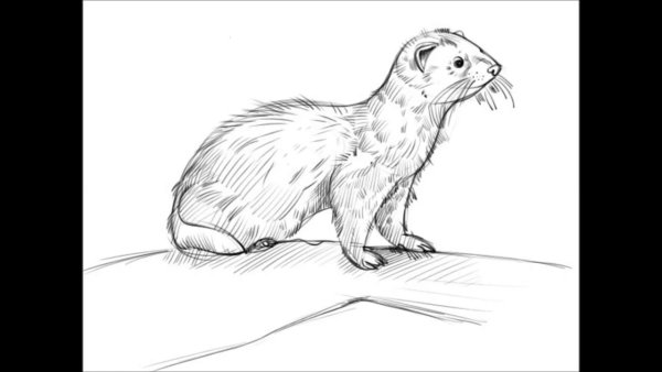 Хорек карандашом