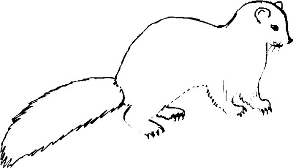 Норка раскраска