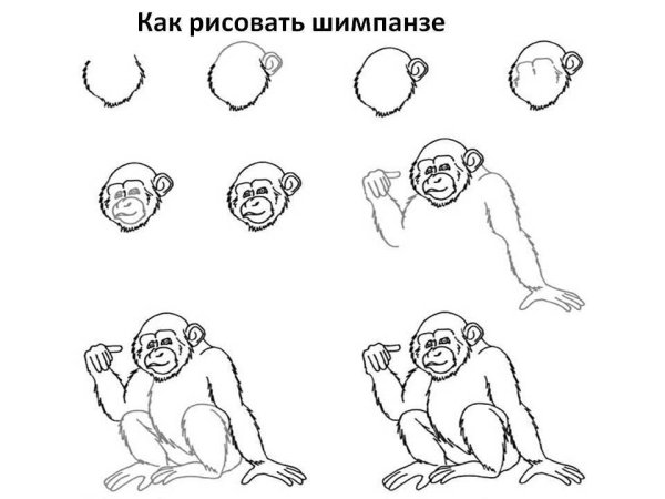Как нарисовать обезьяну