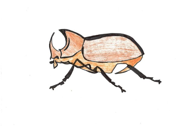 Жук носорог рисовать