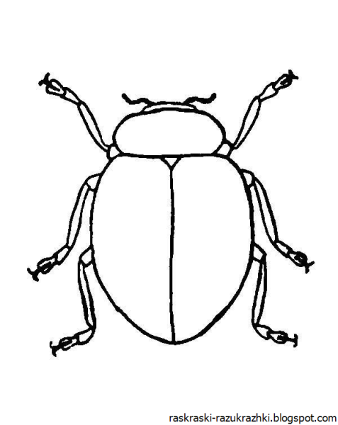 Жук чернотелка раскраска