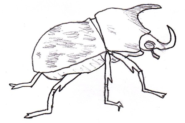 Похождение жука носорога Паустовский раскраска