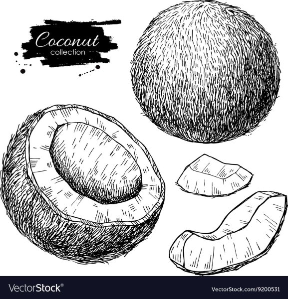 Плод кокоса