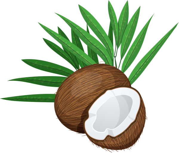 Кокос рисунок